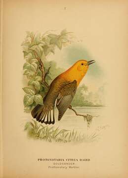 Image of Protonotaria Baird & SF 1858