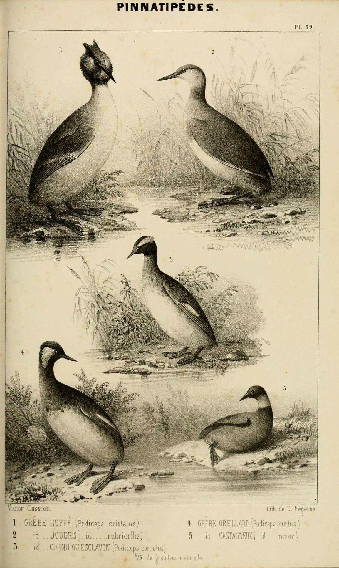 Image of Podiceps Latham 1787