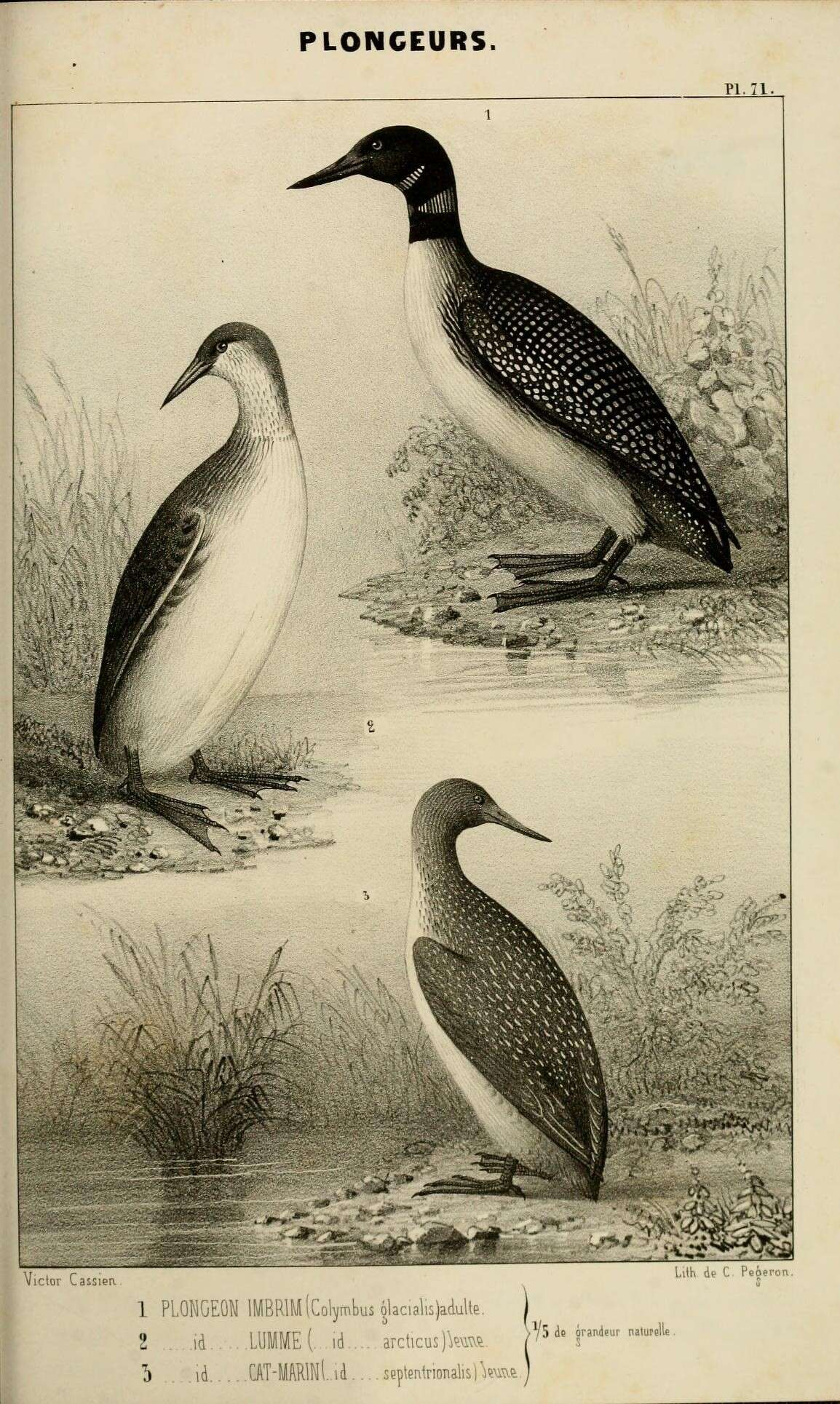 Image of loons