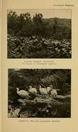 صورة Threskiornis bernieri abbotti (Ridgway 1893)