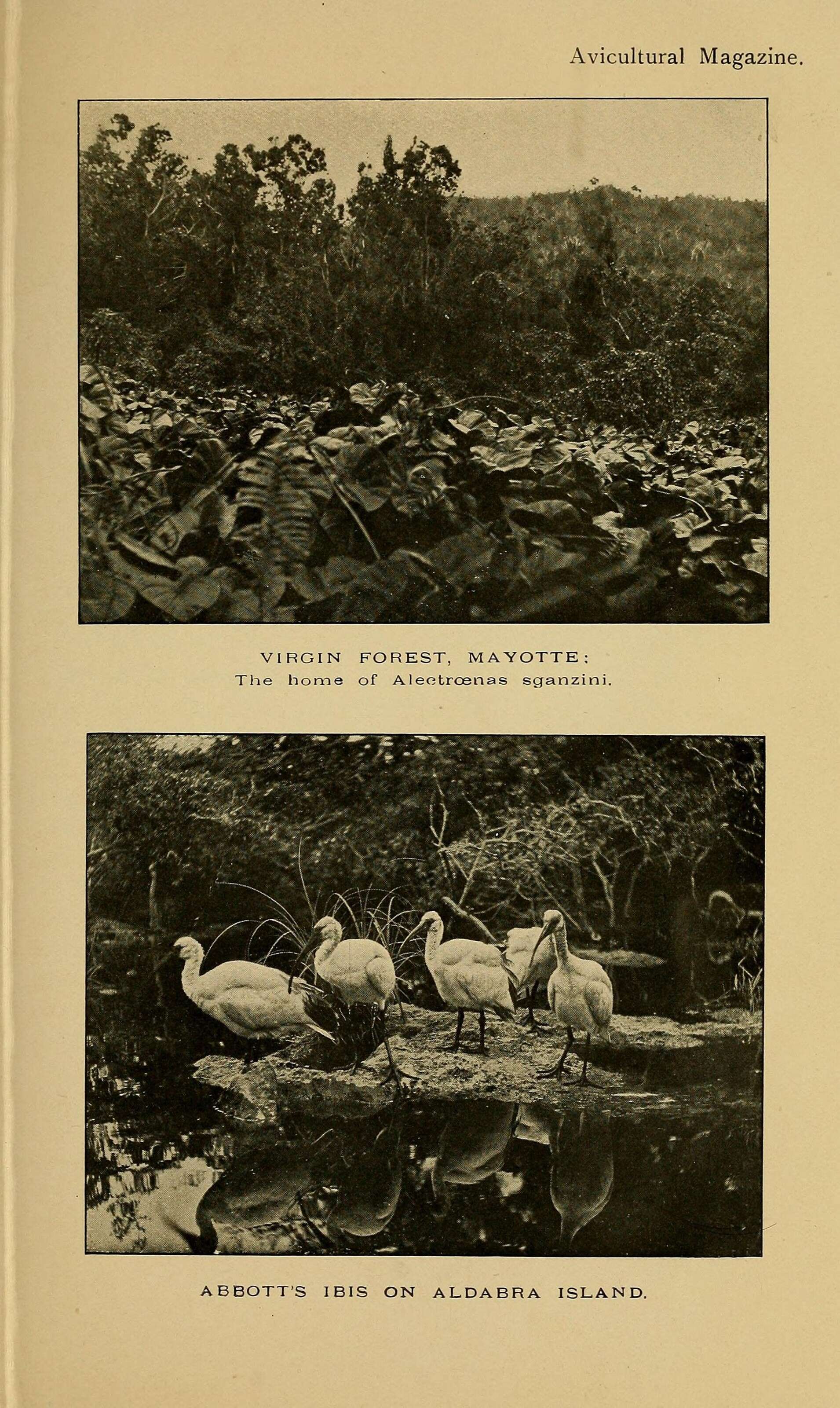 صورة Threskiornis bernieri abbotti (Ridgway 1893)