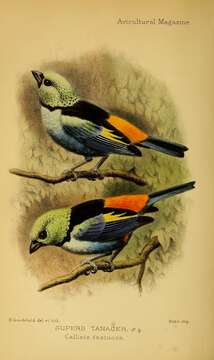 Image of Seven-colored Tanager