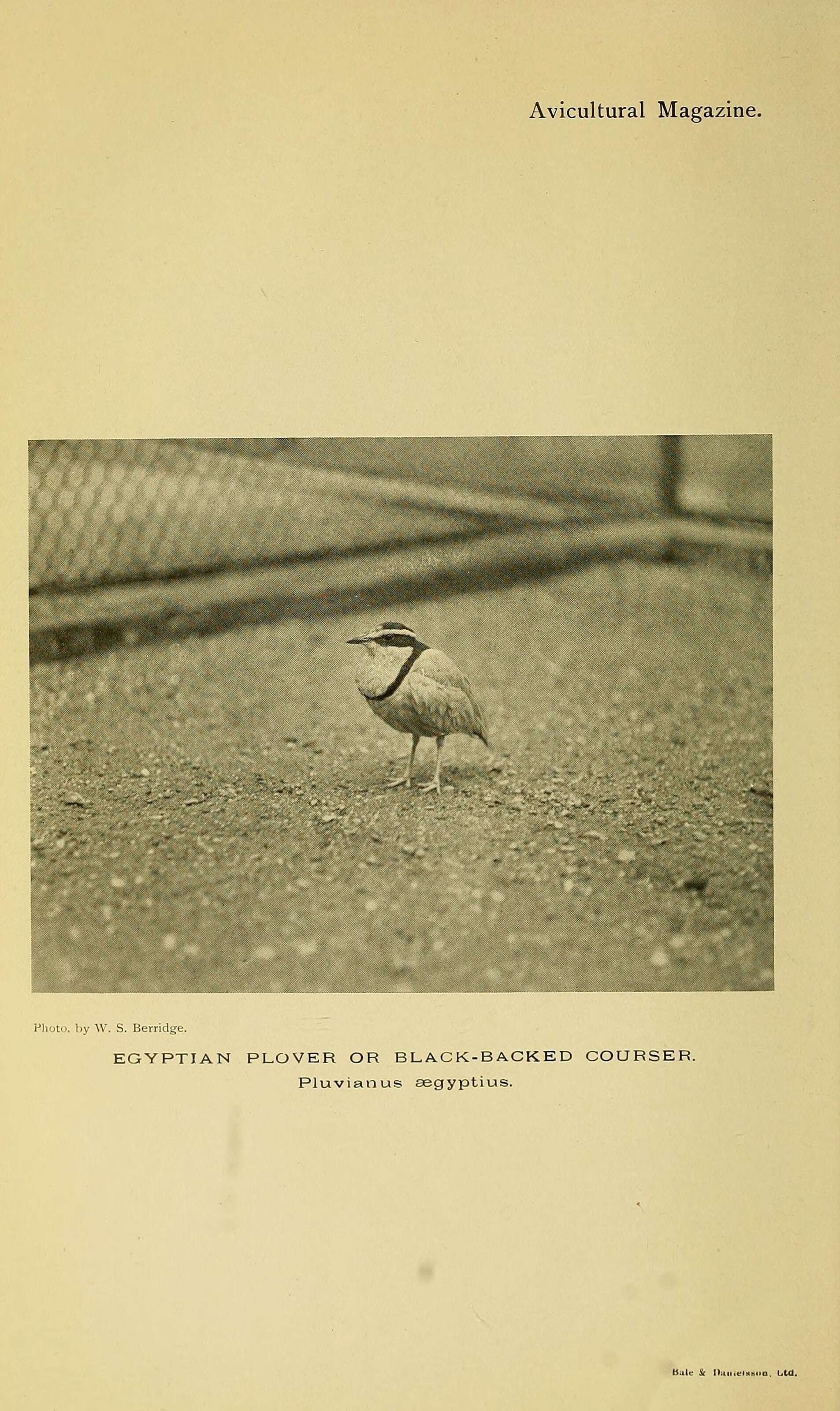 Image of Egyptian plovers