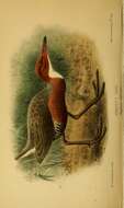 Dryolimnas cuvieri abbotti (Ridgway 1894)的圖片