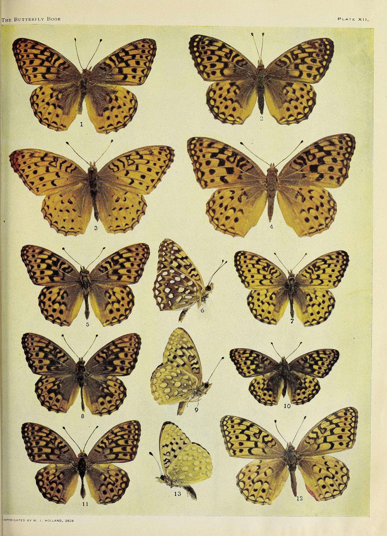 Image de Argynnis