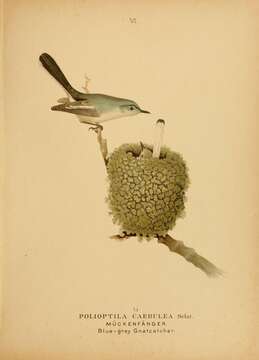 Image of gnatcatchers