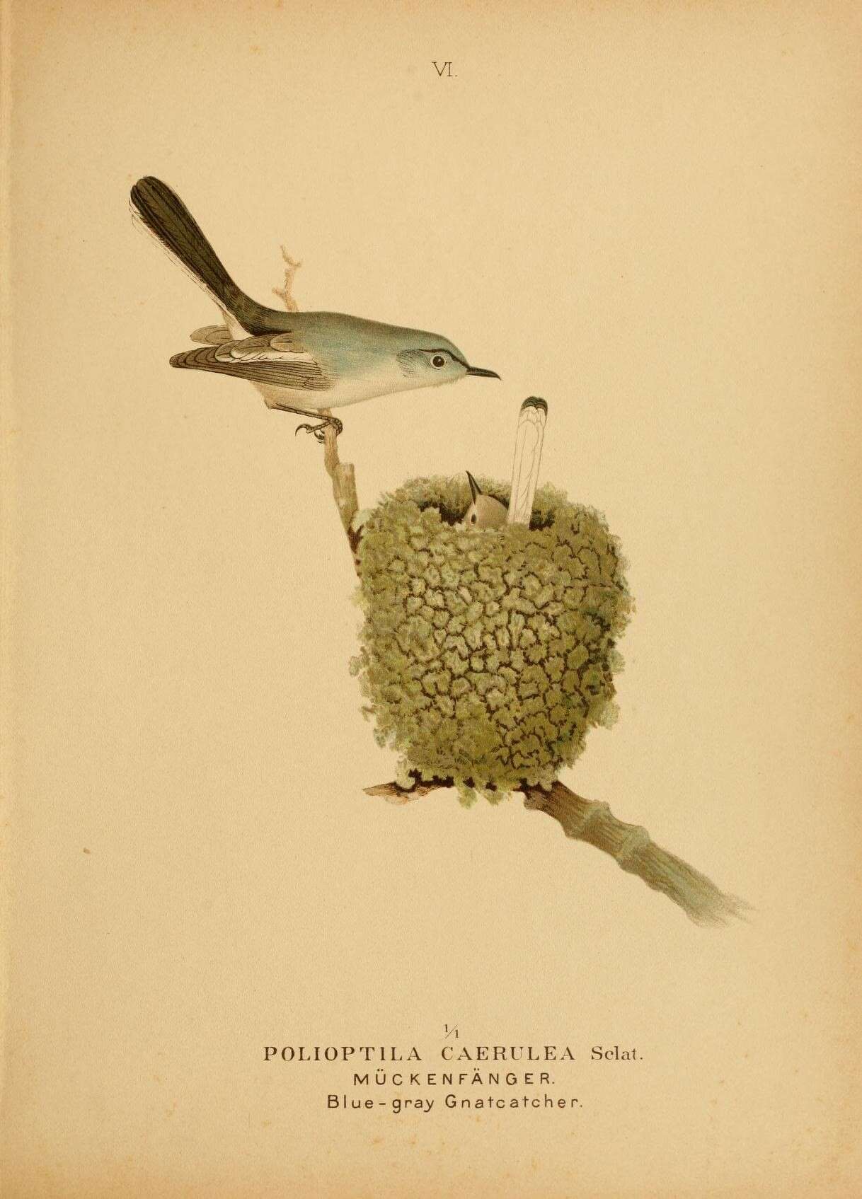 Image of gnatcatchers