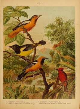 Image of Bullock's Oriole