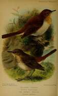 Image of Veery