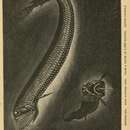 Image of Abyssal Scaly Dragonfish