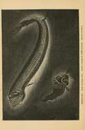 Image of Abyssal Scaly Dragonfish
