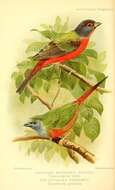 Image of Painted Bunting