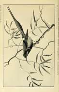 Image of Black-throated Sunbird