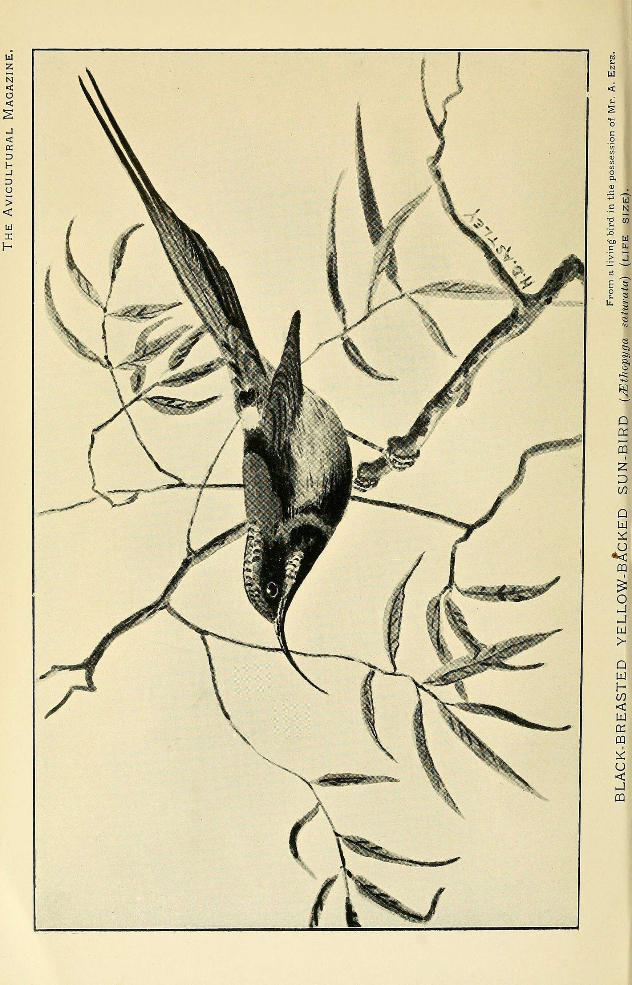 Aethopyga saturata (Hodgson 1836) resmi