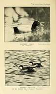 Image of pochard, common pochard