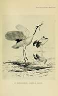 Image of Japanese Crane