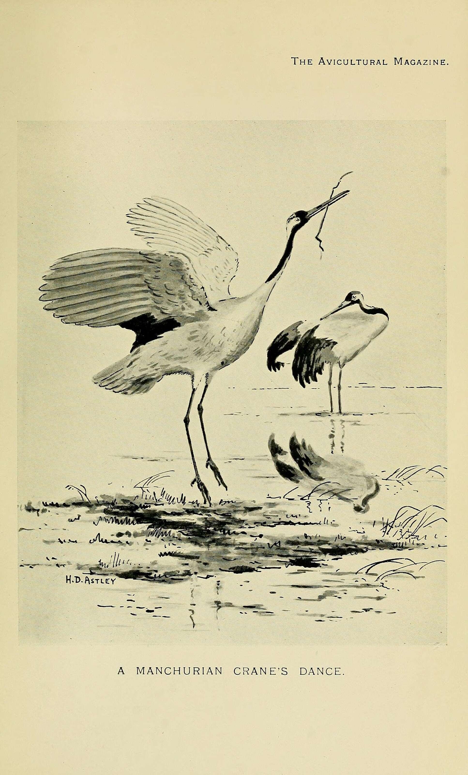 Image of Japanese Crane