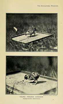 Image of Greater Prairie Chicken