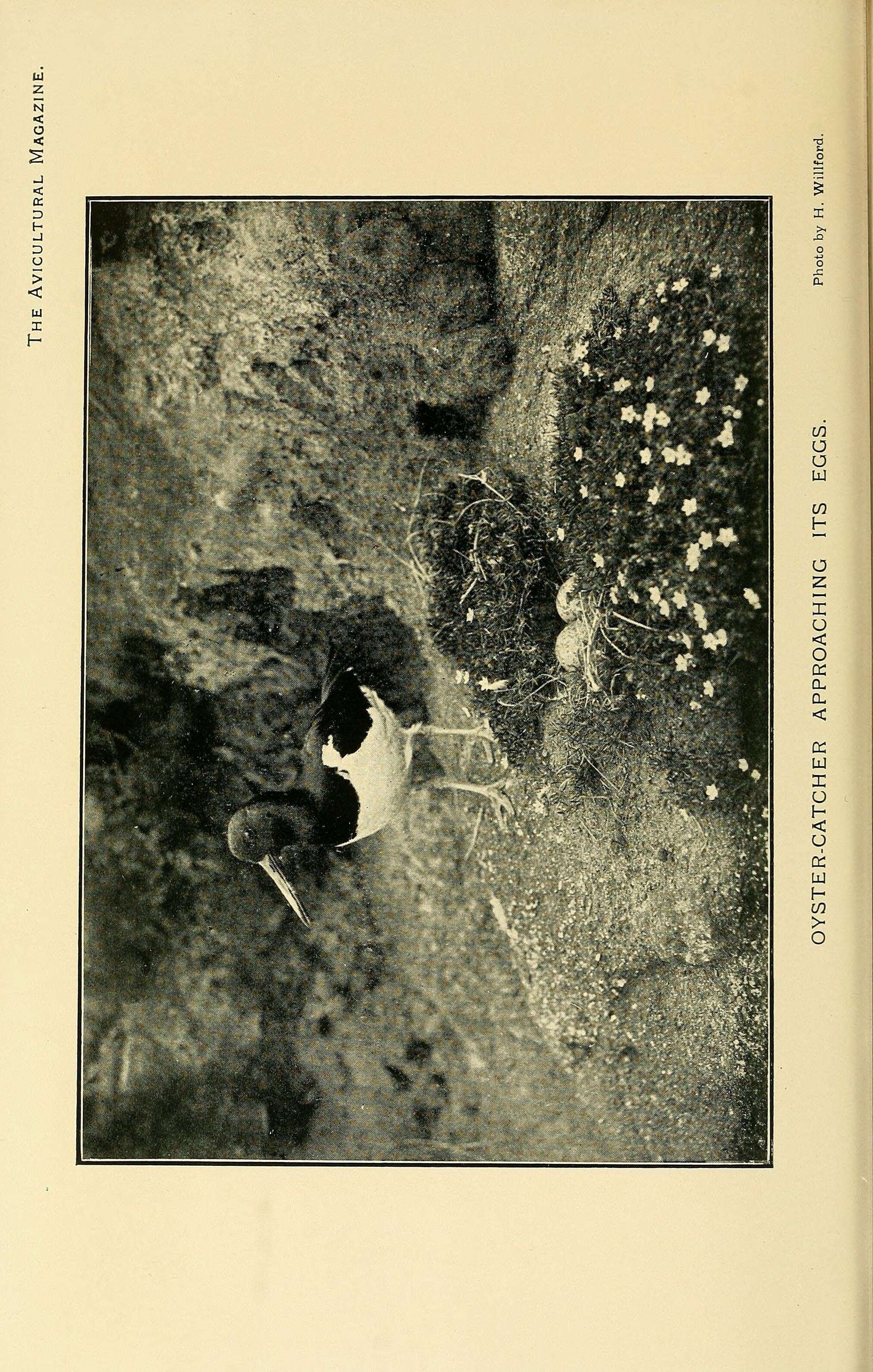 Image of oystercatcher, eurasian oystercatcher