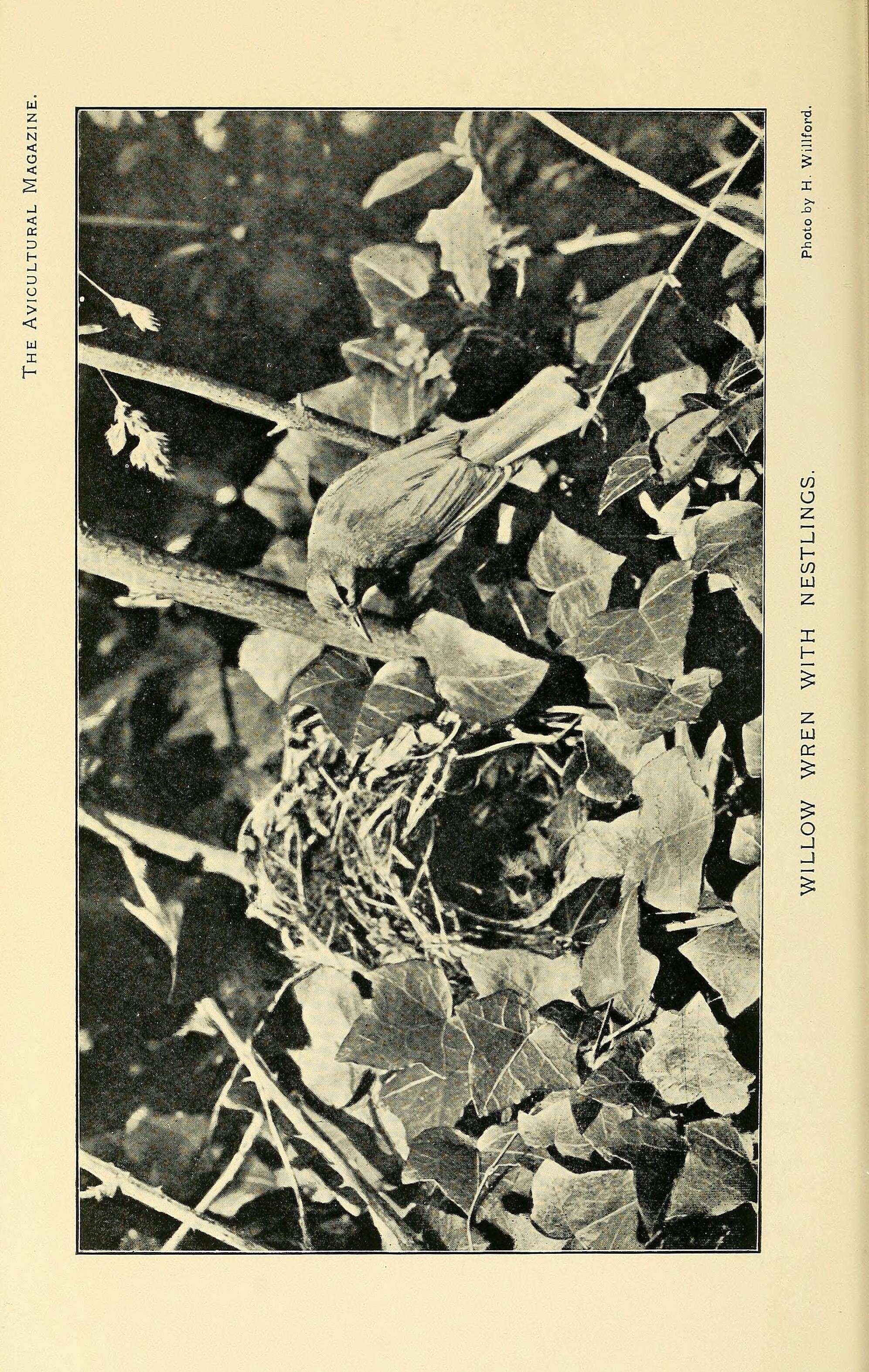 Image of Willow Warbler