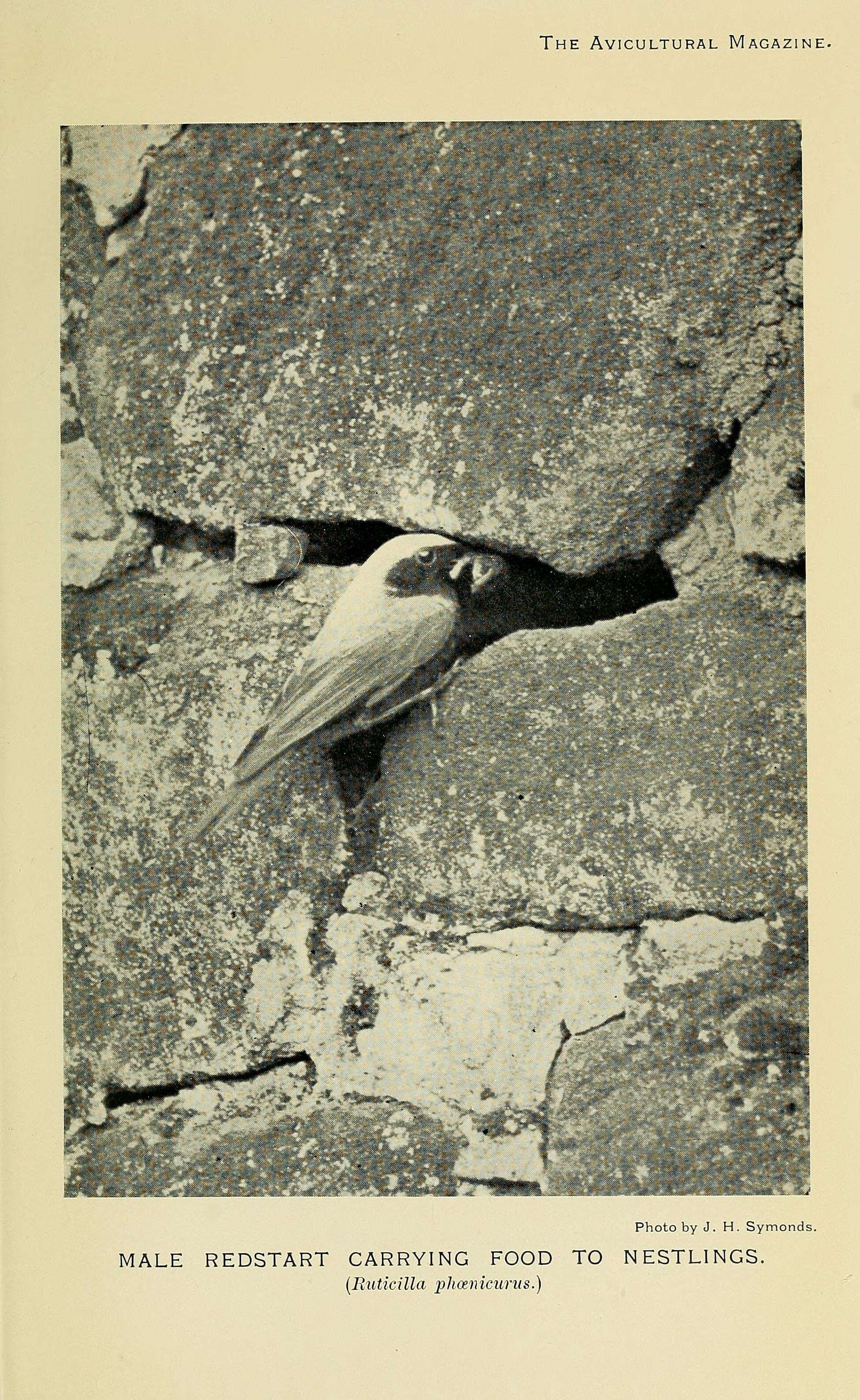 Image of Common Redstart