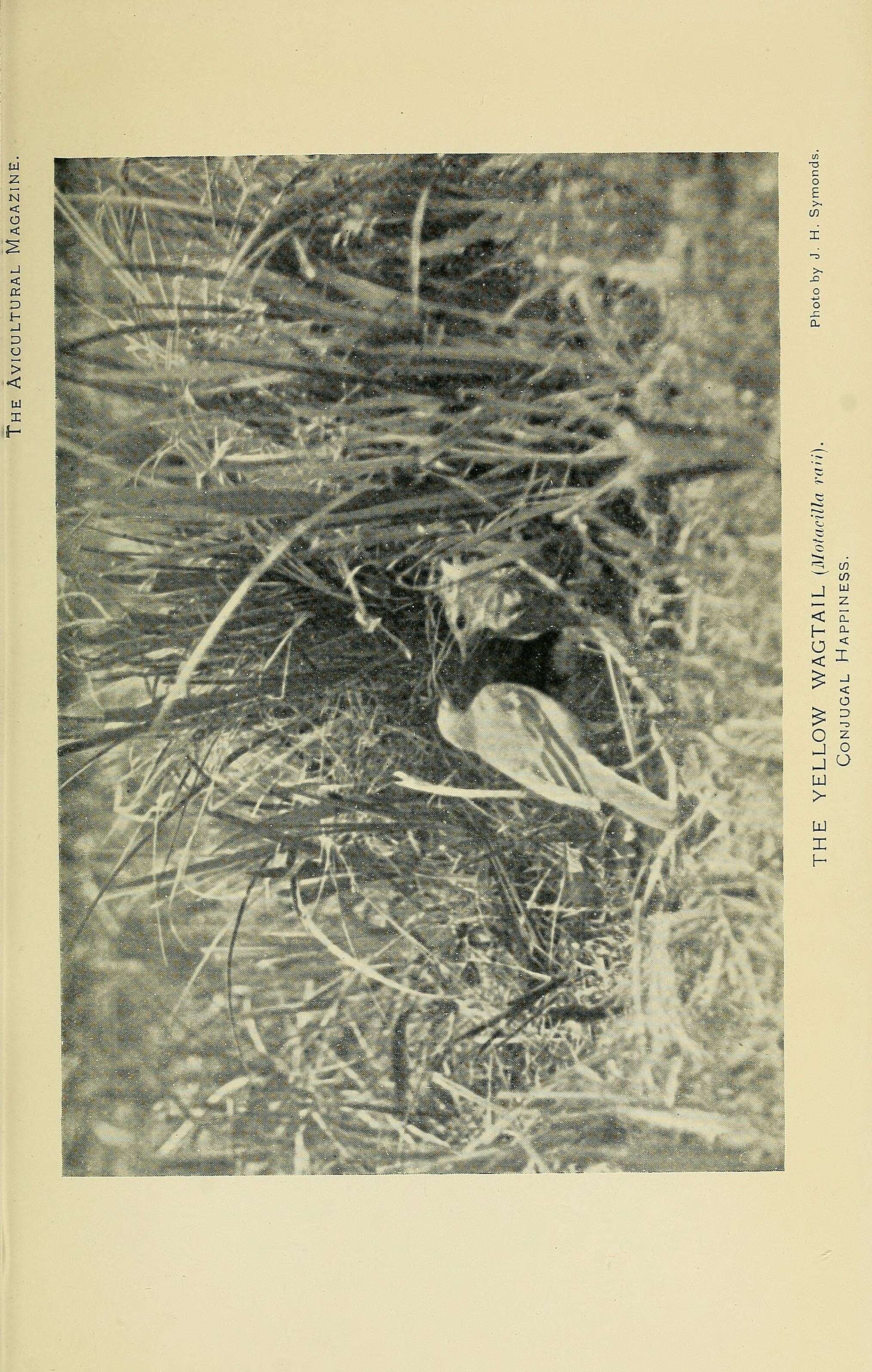 Image of Eastern Yellow Wagtail