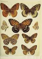 Image of Argynnis