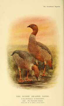 Image of Ruddy-headed Goose