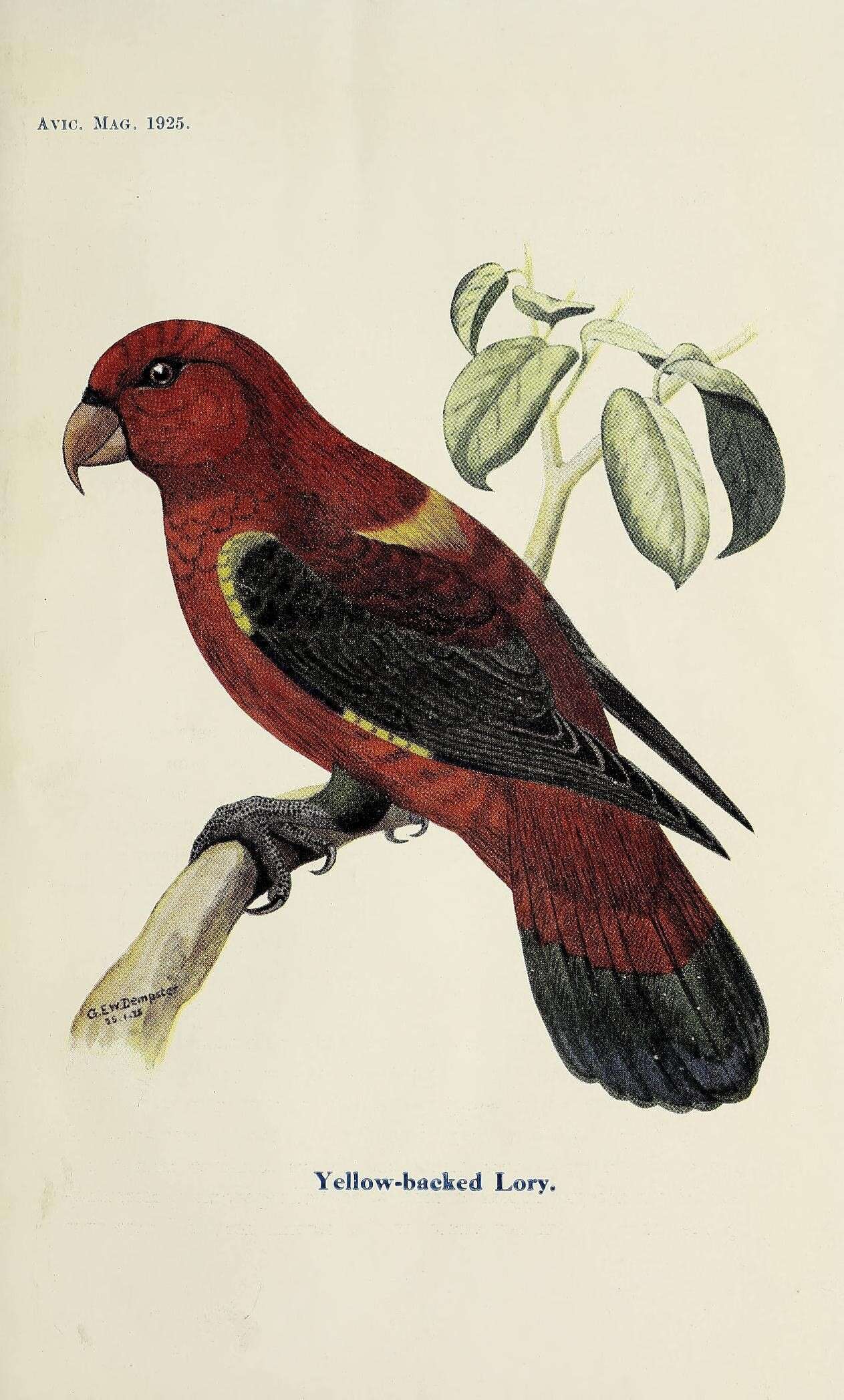 Plancia ëd Lorius garrulus flavopalliatus Salvadori 1877