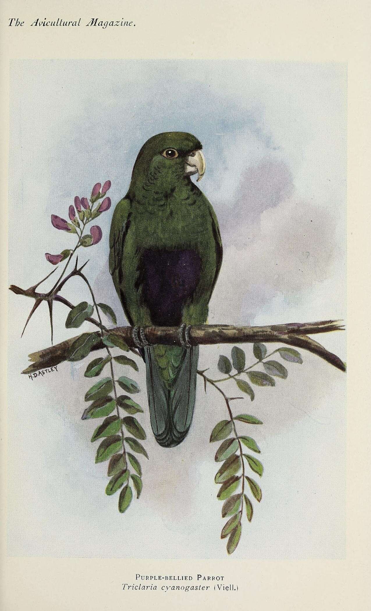 Image of Triclaria Wagler 1832
