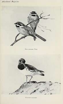 Image of Black-throated Bushtit