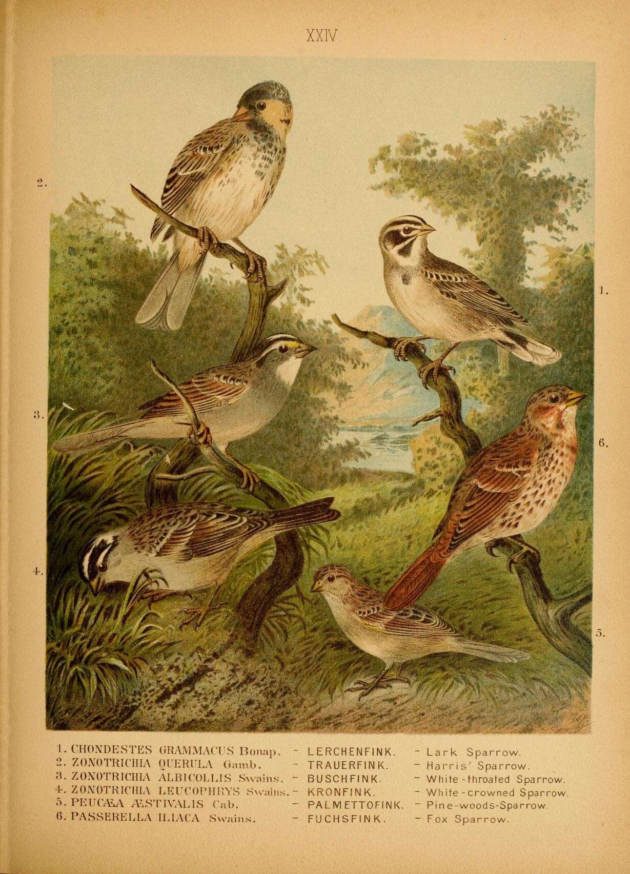 Image of Chondestes Swainson 1827