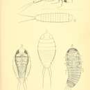 Image of Elenchus tenuicornis (Kirby 1815)