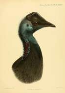 Image of Dwarf Cassowary