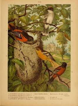 Image of Baltimore Oriole