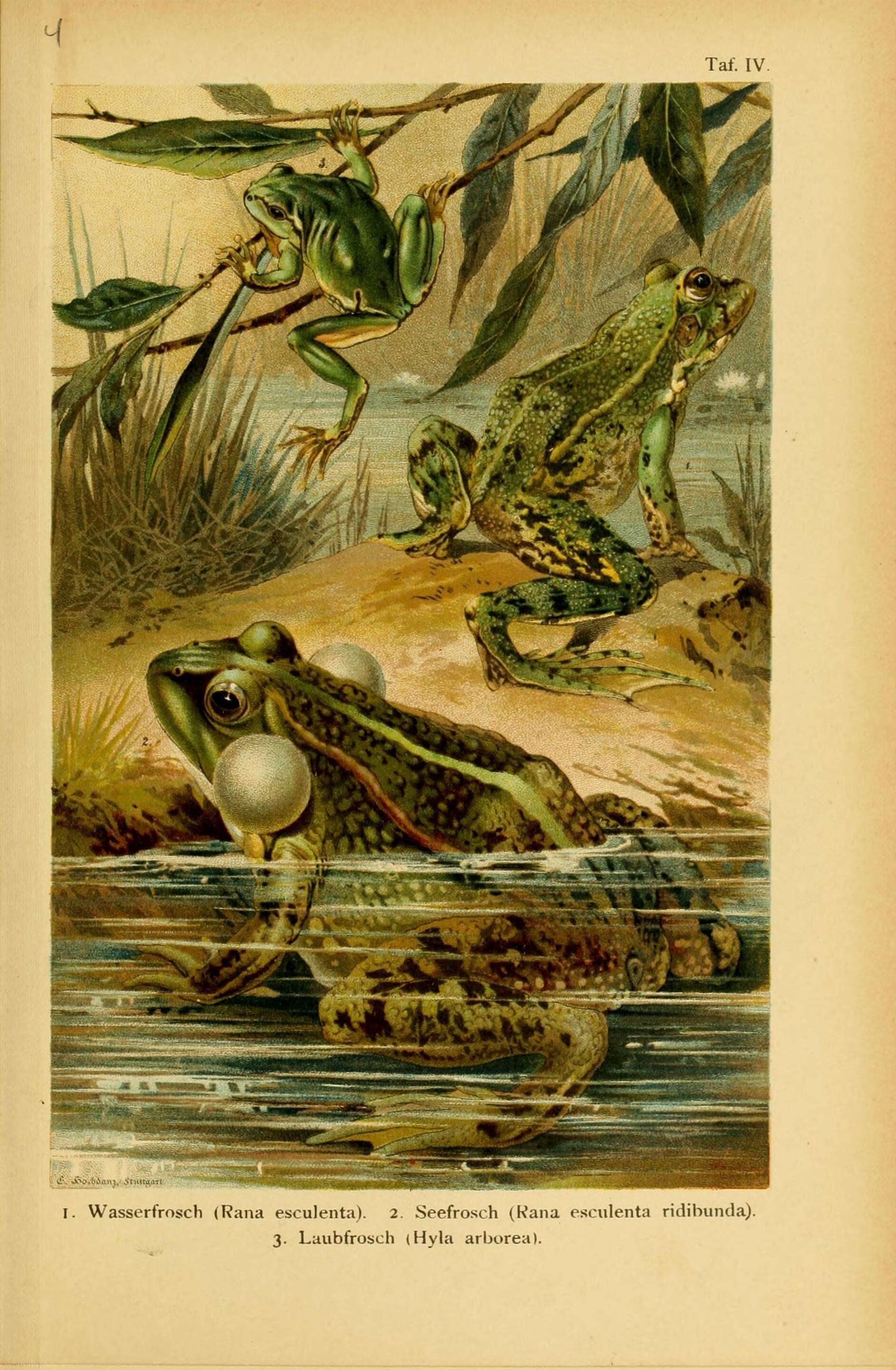 Imagem de Pelophylax lessonae (Camerano 1882)