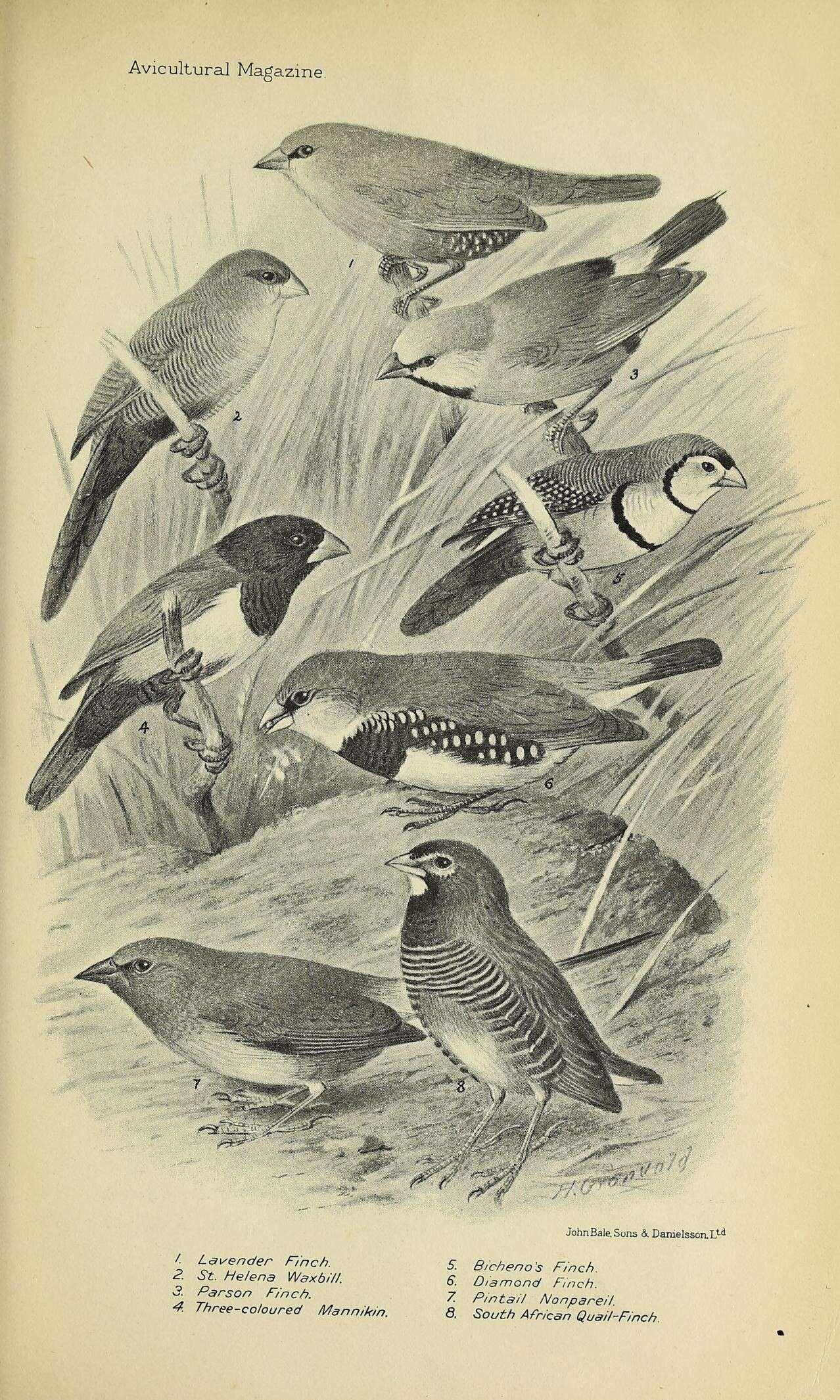 Image of Common Waxbill