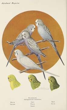 Imagem de Melopsittacus Gould 1840