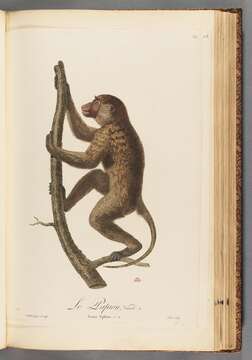 Image of Mandrill