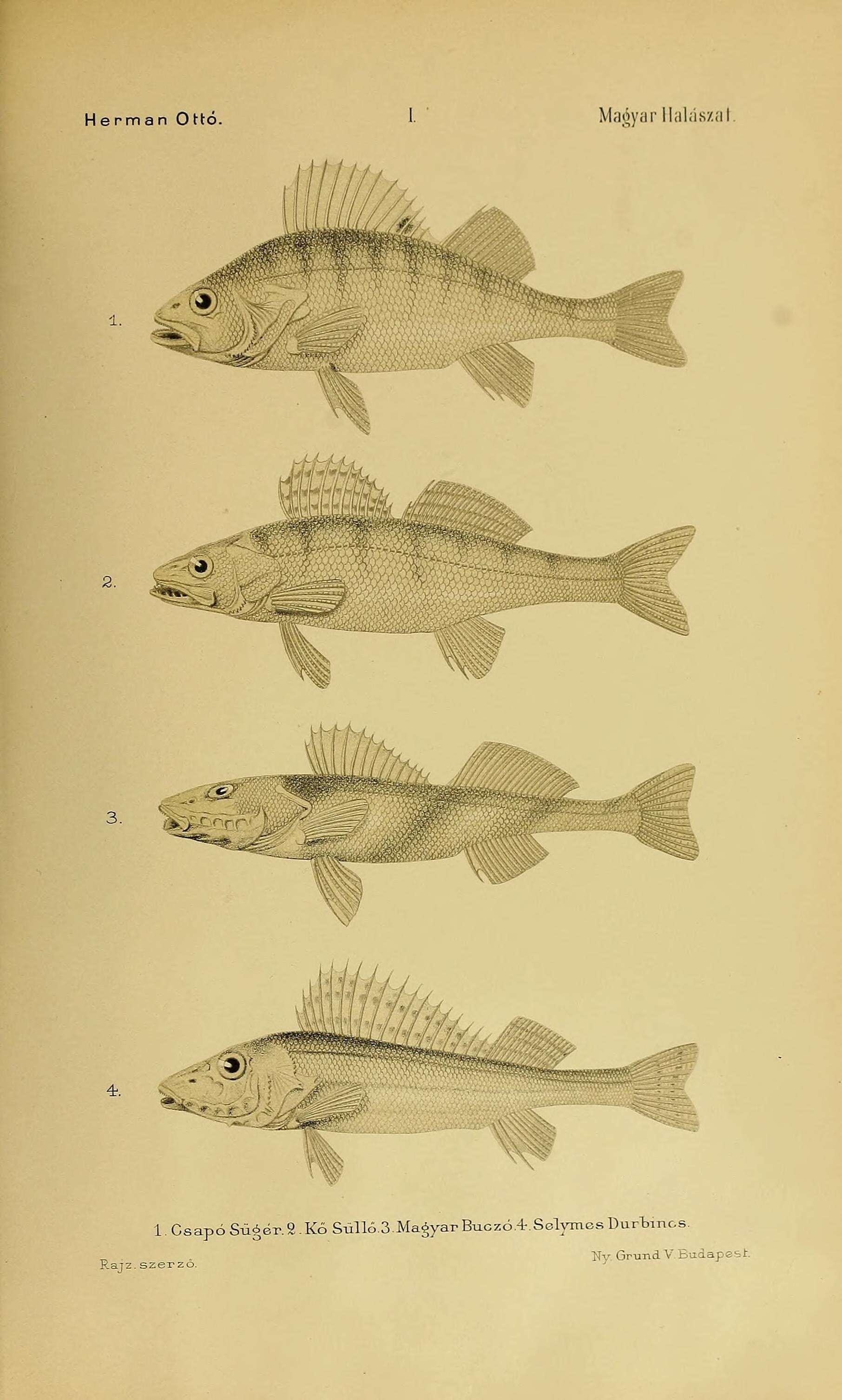 Image of Perch