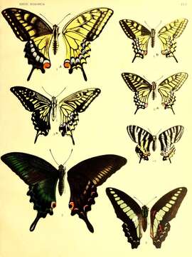 Image of Old World Swallowtail