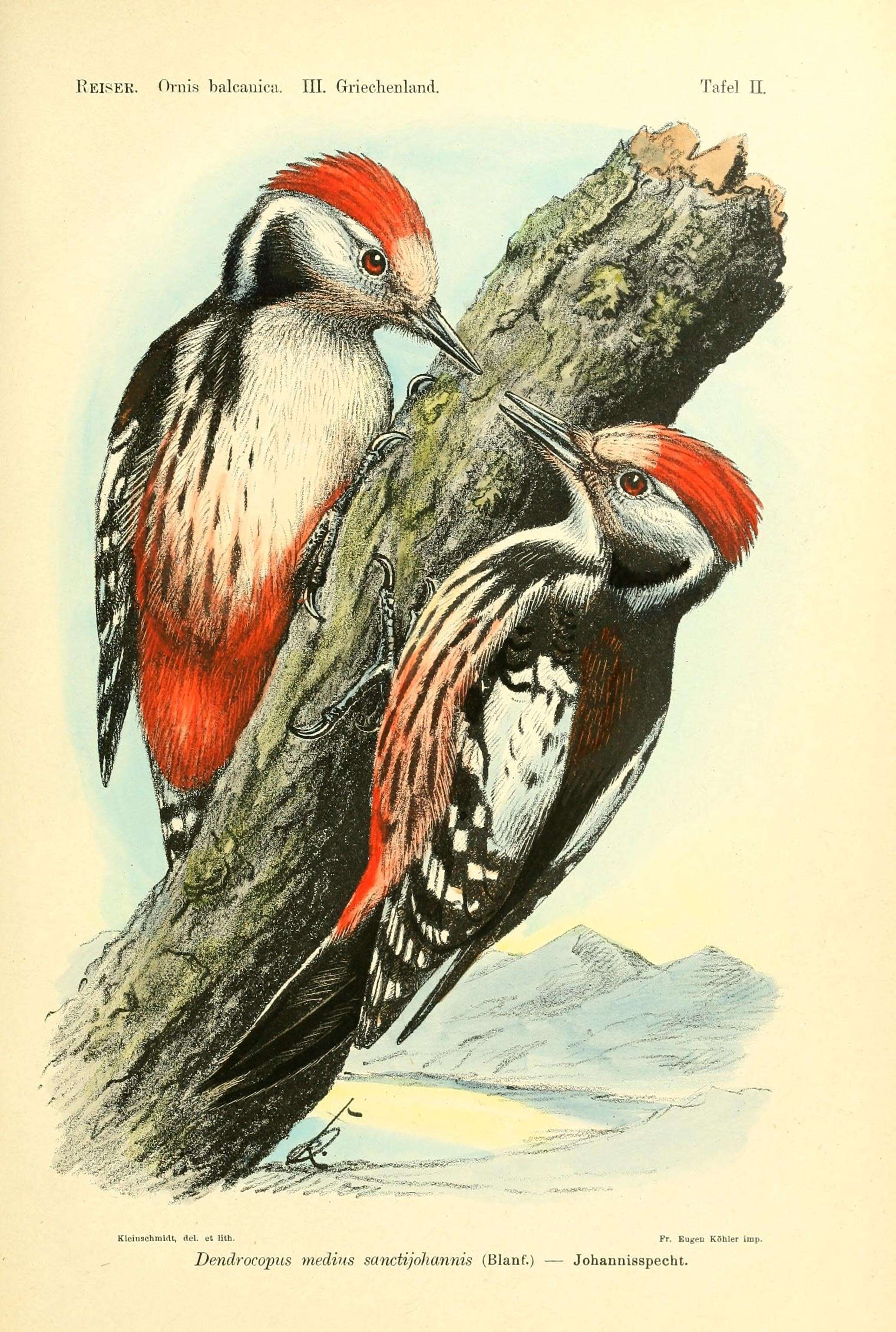 Image of Dendrocoptes medius sanctijohannis (Blanford 1873)