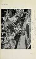 Image of Bush Stone-curlew