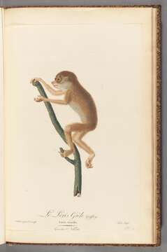 Image of Red Slender Loris