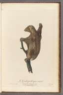 Image of Malayan Flying Lemurs