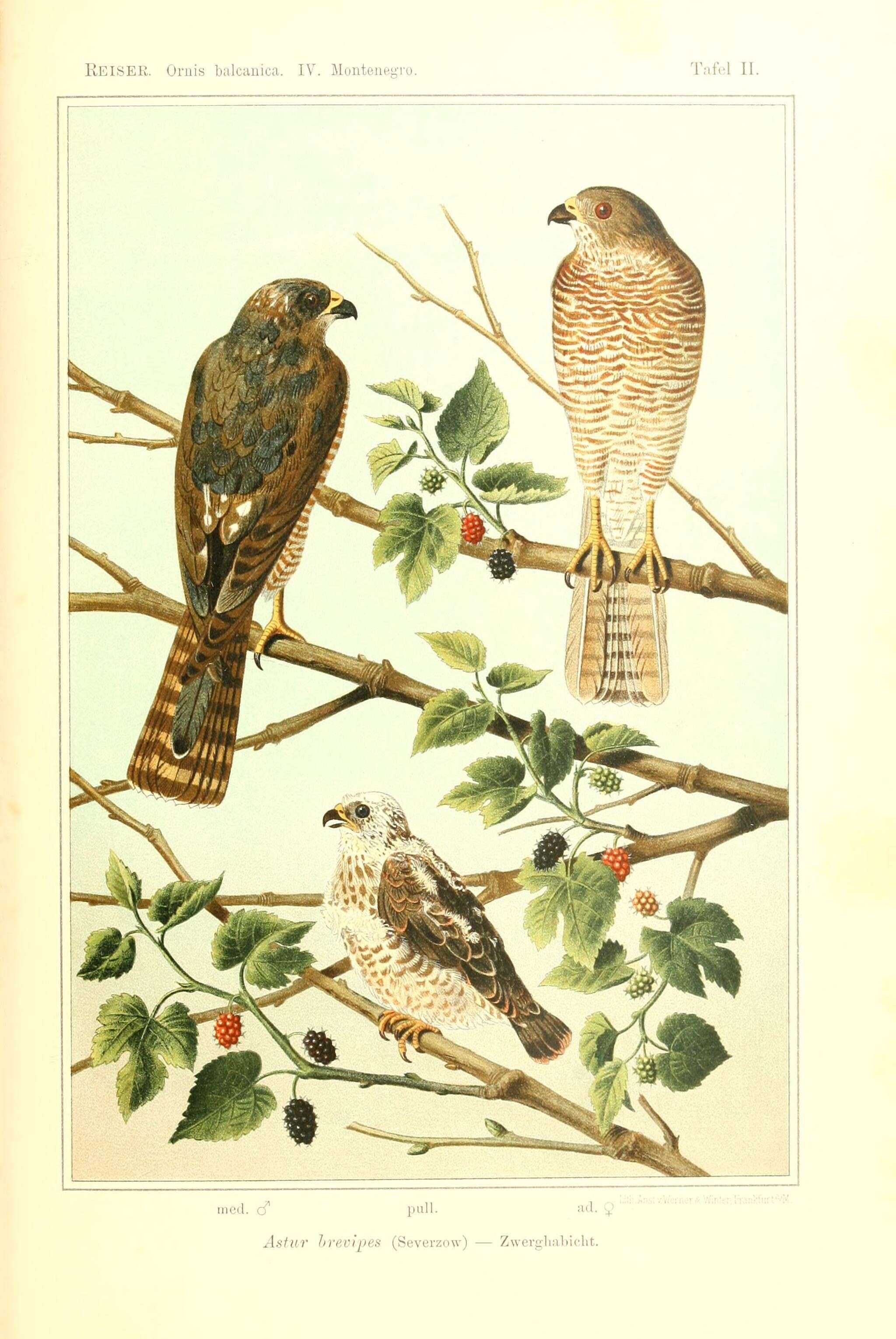 Image of Levant Sparrowhawk