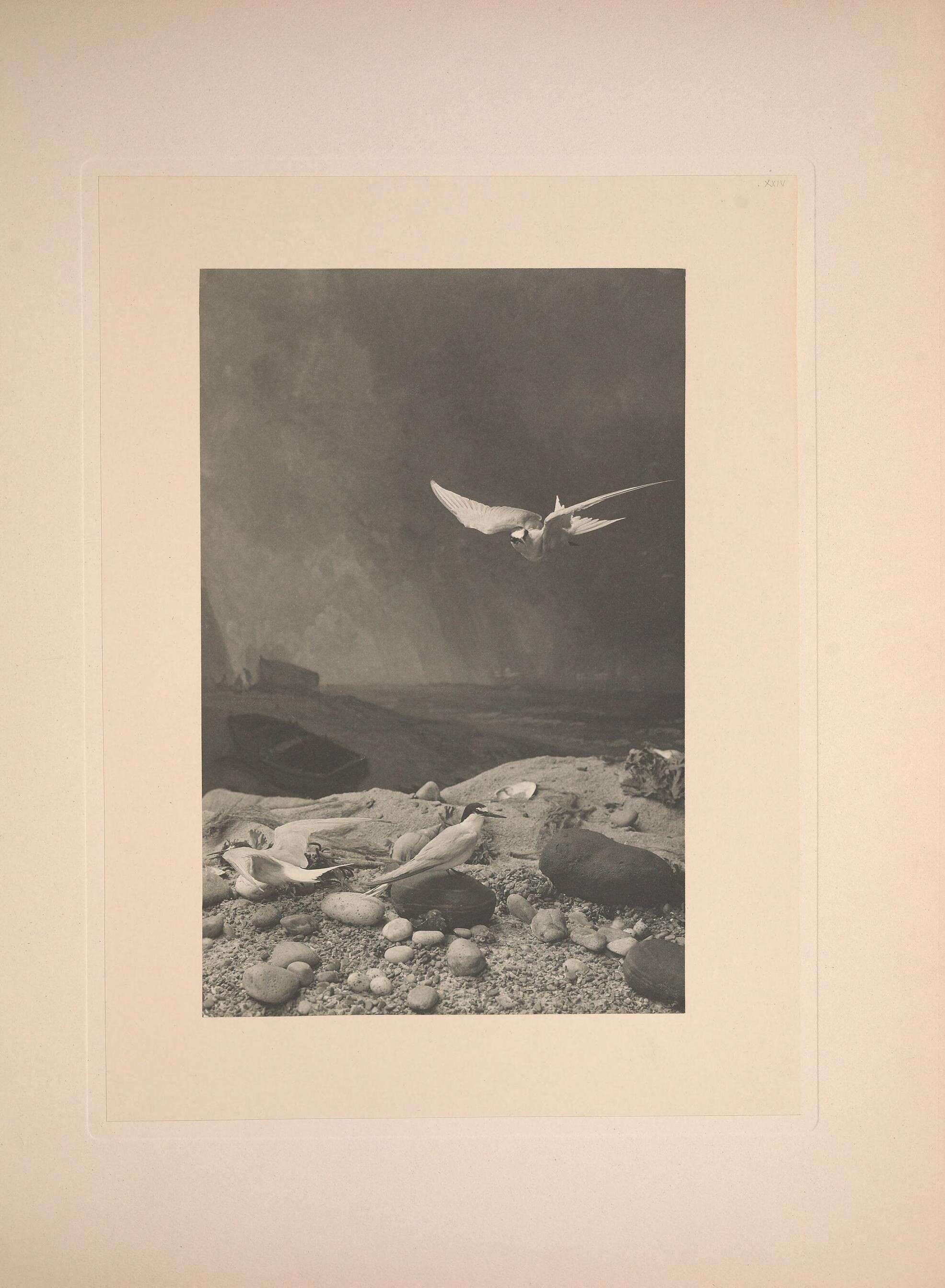 Image of Little Tern