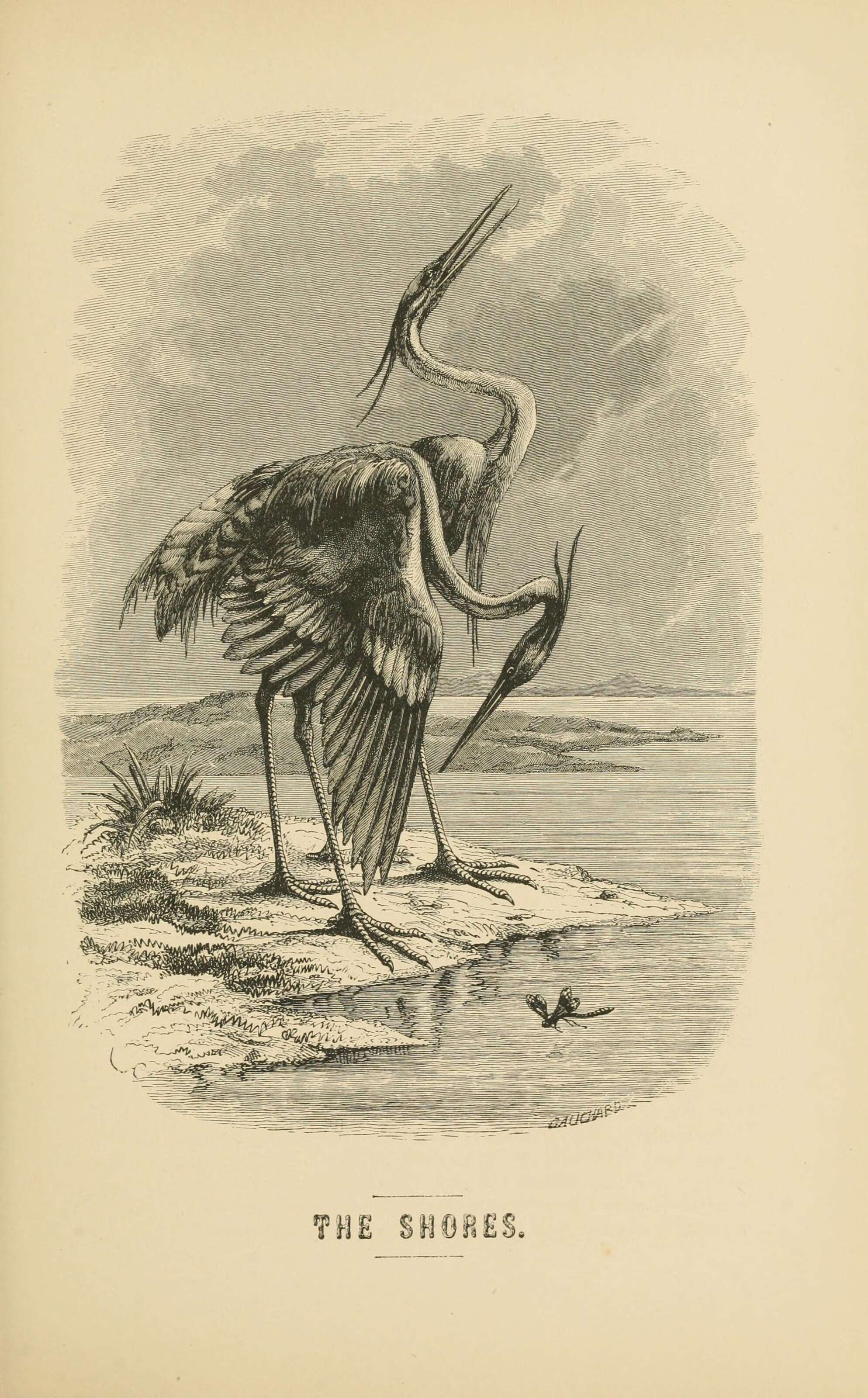Image of herons and bitterns
