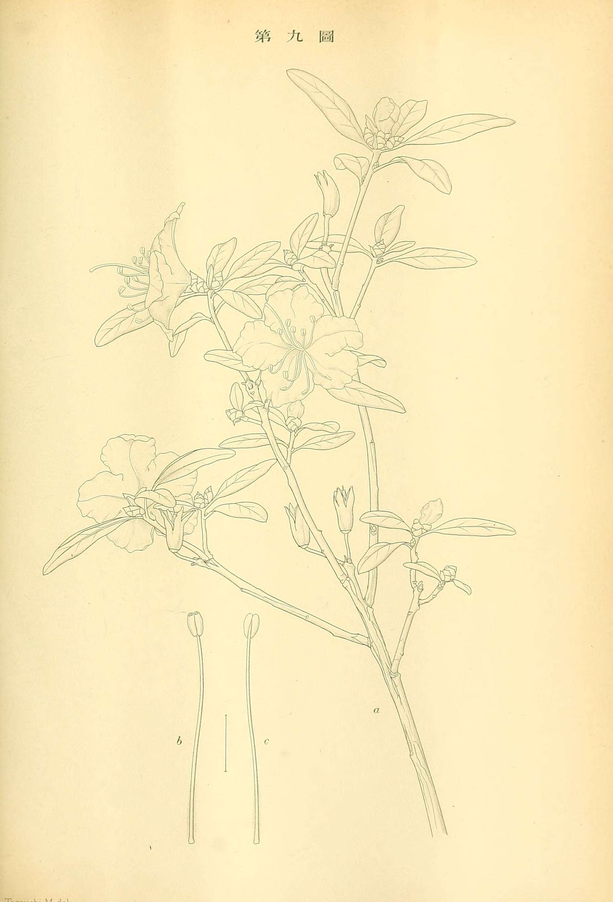 Image of Rhododendron dauricum L.