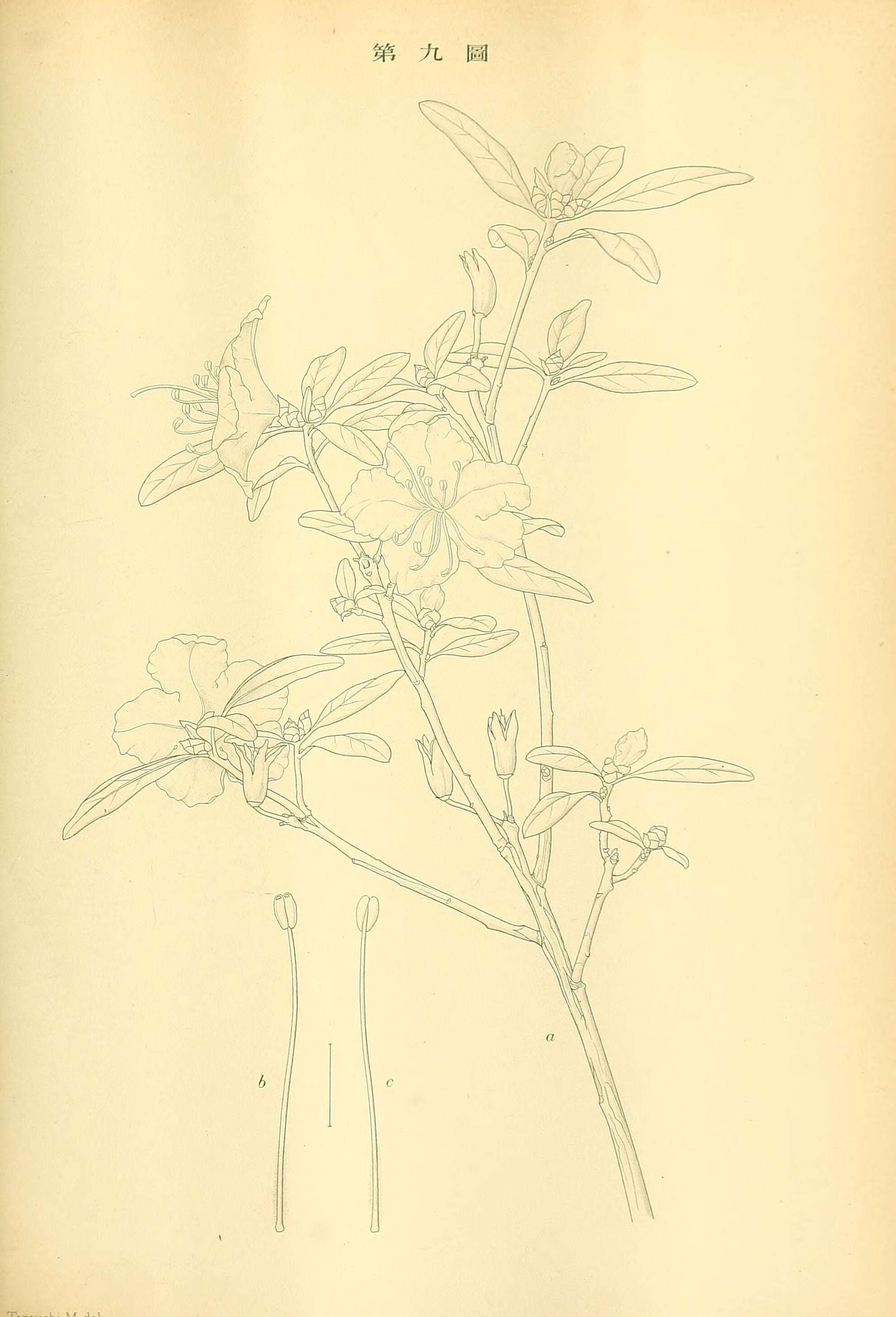 صورة Rhododendron dauricum L.